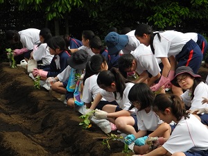 2018中学１年種植え