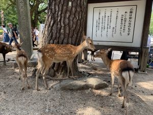 一貫3年京都奈良地域研究旅行（1日目）