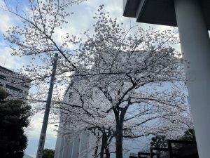 桜がほぼ満開